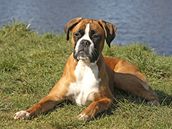 Německý boxer