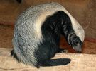 Samička medojeda kapského Káča z pražské ZOO. Samička medojeda kapského Káča z pražské ZOO.
