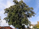 Lípa v Krnské ulici ve Kbelích (první památný strom na cyklotrase �. 1 za...