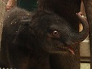 Slon� sami�ka, kter� se narodila jako teprve druh� sl�n� v ostravsk� zoo a i cel�m �esku 12. dubna 2011.