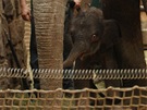 V ostravsk� zoologick� zahrad� se po jeden�ct� hodin� narodilo druh� leto�n� sl�n�.