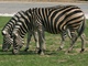 Návštěvníci dvorské zoo mohou do safari od roku 2011 vlastními auty.