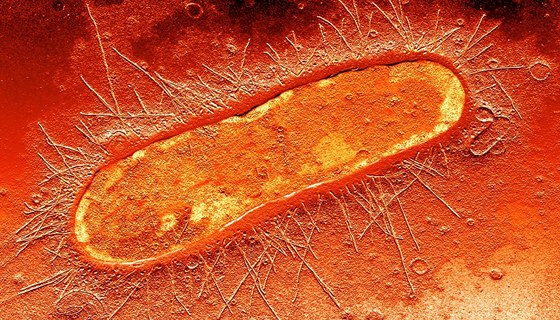 Bakterie E. coli pod mikroskopem Bakterie E. coli pod mikroskopem