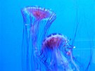 Akv�rium v Janov�