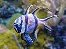 Akv�rium v Janov�