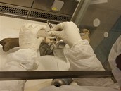 Analýza vzorků DNA v Kriminalistickém ústavu v Praze Analýza vzorků DNA v Kriminalistickém ústavu v Praze