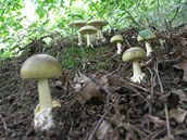 Muchom�rka zelen�