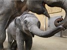 V ostravsk� zoo pok�tili slon� sami�ku Rashmi.