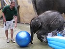 V ostravsk� zoo pok�tili slon� sami�ku Rashmi.