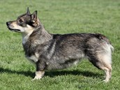 Švédský vallhund