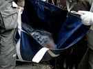 Tunel je však až v horní části gorilího boxu, odkud bylo třeba stotřicetikilové...