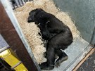 Zoo ve Dvoře Králové nad Labem v pátek ráno dočasně opustily dvě gorily...