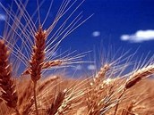 Bezlepkové potraviny v Bioforlife � vá� obchod s biopotravinami