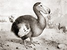 Blboun nejapn� (Didus ineptus)