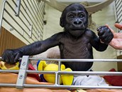 Tanovi je deset týdnů, váží 4 kilogramy a je miláčkem návštěvníků stuttgartské