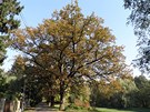 Malebné údolí v Hodkovi�kách dopl�uje stromo�adí dvanácti památných dub�, místo