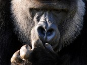Evolučně se člověk s gorilou rozešel před 10 miliony let. Přesto máme z 98