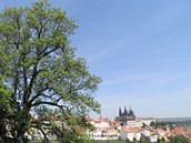 Na dohled od Pra�ského hradu na úbo�í Pet�ína roste nejmohutn�j�í památný jasan...