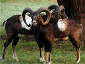 Mufloni v Kunratickém lese