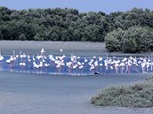 Hejno plame��k� r��ov�ch v rezervaci Ras al-Chor. Rezervace host� des�tky druh�...