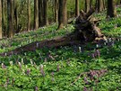 Malokarpatsk� lesy zjara