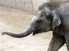 Sl�n� Rashmi z ostravsk� zoo oslav� prvn� narozeniny. (11. dubna 2012)