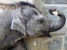 Slůně Rashmi z ostravské zoo oslaví první narozeniny. (11. dubna 2012) Slůně Rashmi z ostravské zoo oslaví první narozeniny. (11. dubna 2012)