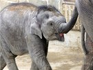 Sl�n� Rashmi z ostravsk� zoo oslav� prvn� narozeniny. (11. dubna 2012)