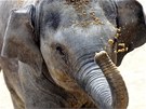 Sl�n� Rashmi z ostravsk� zoo oslav� prvn� narozeniny. (11. dubna 2012)