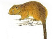 KRYSA DINAGATSKÁ (CRATEROMYS AUSTRALIS)