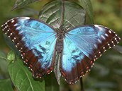 Jeden z tropických krasavců (Morpho peleides), který do pražské Troji