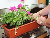 Truhl�ky s knoty volte, kdy� pot�ebujete kv�tiny i v sezon� v�dy na p�r dn�