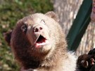 Potomci medvědice Kamčatky z brněnské zoo jsou kluci: mládě na snímku se může Potomci medvědice Kamčatky z brněnské zoo jsou kluci: mládě na snímku se může