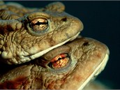 Když cesta dobře dopadne, samička ropuchy obecné (Bufo bufo) si najde partnera.