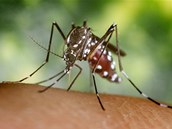 Kom�r tygrovan� (Aedes albopictus), kter� p�en�� �adu tropick�ch nemoc�, se