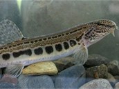 Hybridní samice sekavců rodu Cobitis daly vzniknout dalším generacím sekavců.