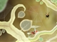 Botanicula