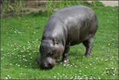 Slunečný den ve dvorské zoo