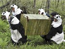 �ín�tí výzkumníci od�ni do pandích kostým� p�ená�ejí ani ne dvouletou pandu Tao...