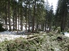 Mostek v Labsk� roklin� nevydr�el n�por lavin a vody z taj�c�ho sn�hu.