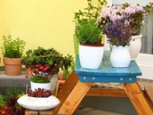 Mimo kv�tin m��ete na balkon� nebo terase p�stovat i obl�ben� bylinky do