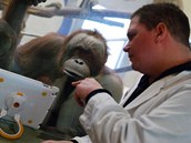 Mlad� orangutani miluj� v�po�etn� techniku. Ilustra�n� sn�mek.