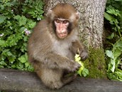 Zoologická zahrada Affenberg