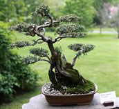 V�stava bonsaj� v Japonsk� zahrad� v Troji