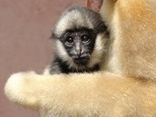 Téměř roční mládě gibona bělolícího z ostravské zoologické zahrady v péči