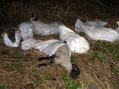 Kdy� zlod�ji uprchli, z�stalo u cesty dvan�ct ovc� nasoukan�ch do pytl�.