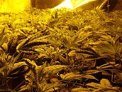 P�st�rnu s t�m�� 800 rostlinami konop� set�ho odhalila policie na P�elou�sku (ilustra�n� sn�mek).