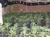 Pěstírnu s téměř 800 rostlinami konopí setého odhalila policie na Přeloučsku.
