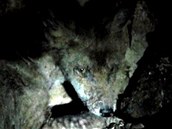 Tahle li�ka vyd�sila v p�tek r�no star�� man�elsk� p�r z brn�nsk�ch Bohunic.