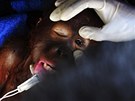 Indoné�tí veteriná�i zachra�ují orangutana Anyin, který kv�li �patné pé�i svého...